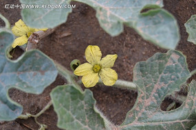 �ƻ�����