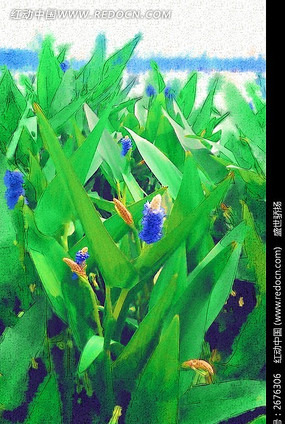 �ҾӾ�����Ҷ