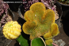 ��ɫ������