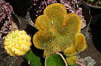 ��ɫ������