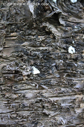 ������Ƥ�ɿ�