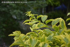 ����ɫ����ѿ