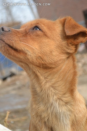 ��ͷ��С��