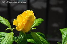 һ�����޵��ʻ�