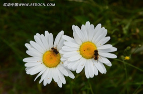 �׻��ϵ�С�۷�