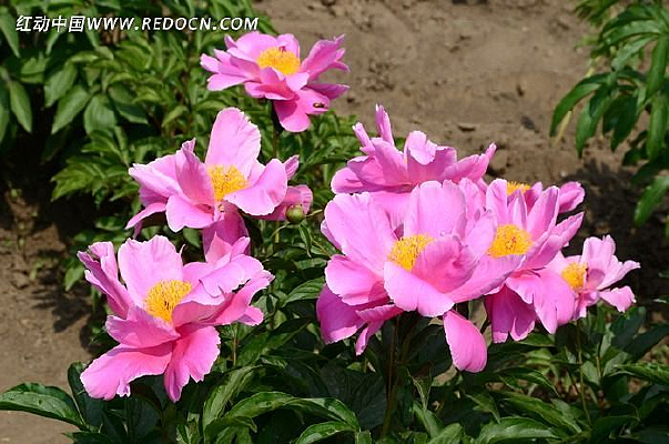 �ݵ��ϵķ�ɫ��