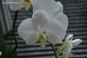 ���׺�����