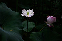 �ɻ�������