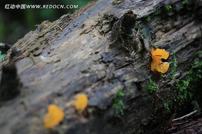 ��ɫ����