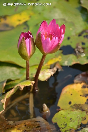 �����µ�����