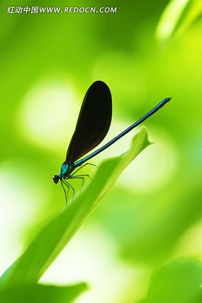 ��Ҷ������