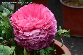 һ���ɫõ��