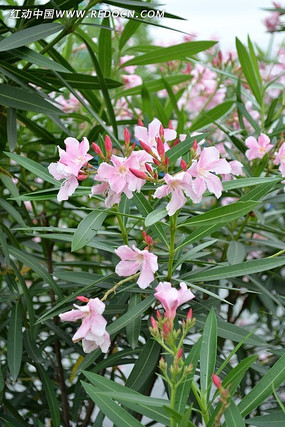 һƬ��ɫС��