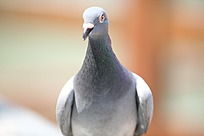 ����ĸ���