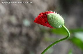 �������ŵĻ��Ƕ�