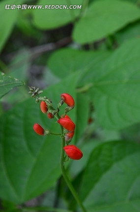 �����Ļ���