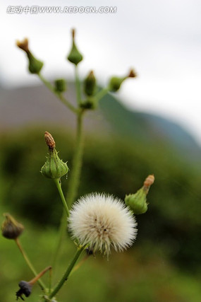 �ѹ�Ӣ����