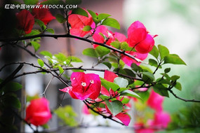 ��Ҷ÷����