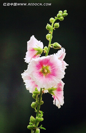 ʢ����ľ�޻�