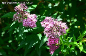 ��ɫ����ֲ��