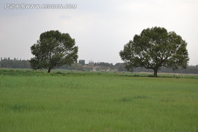 ���Ŵ���