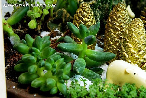 ���ܶ���ֲ��������