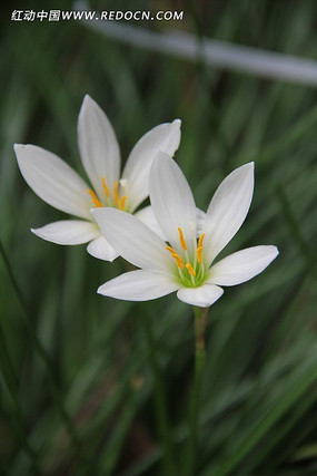 �����ɫС��