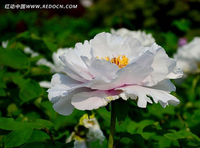 ����͸��