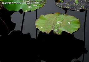 Ư����Ҷ��