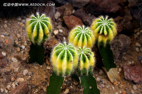 ���ʻ���