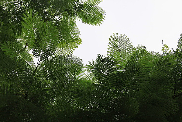 �������Ҷ��