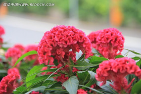 ��԰�еļ��ڻ�