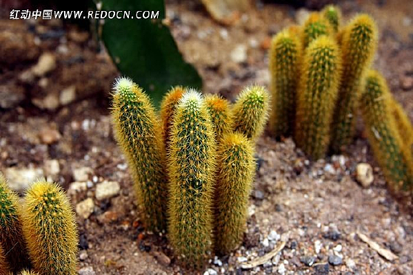 ��ë����