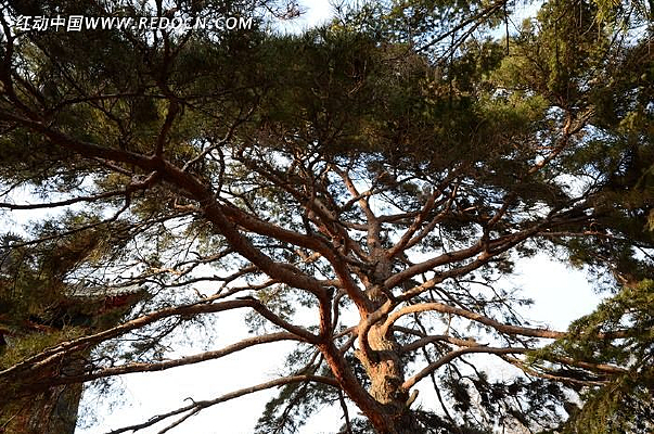 �����ʻ�