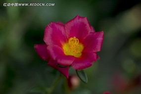 ������ɫС��