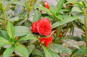 ��ɫ���ɻ�