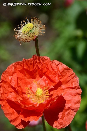 �����ƻ�