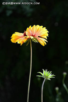 ����Ұ��