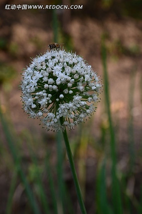 �������Ű�ɫ