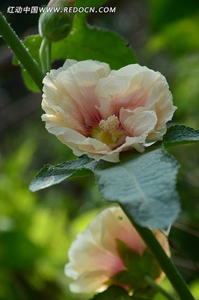 Ѥ������