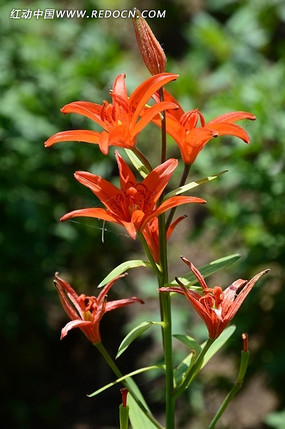 ʢ����Ұ�ٺ�