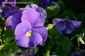 ��ɫ���ÿ�