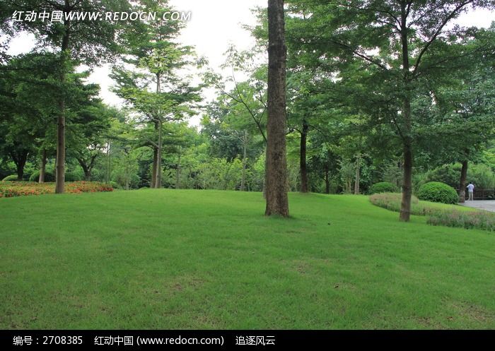 公园草坪上的树木图片
