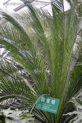 ����ֲ��