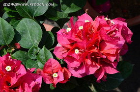 ������ɫ��