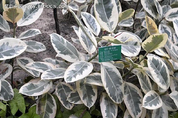 ��Ҷ��Ƥ��