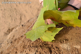 ������Ҷ