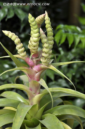 原創攝影圖 動物植物 花卉花草 盆栽龍爪鳳梨