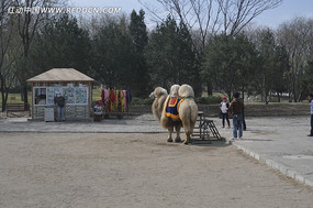 ��԰�������