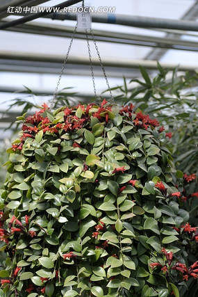 ̫������